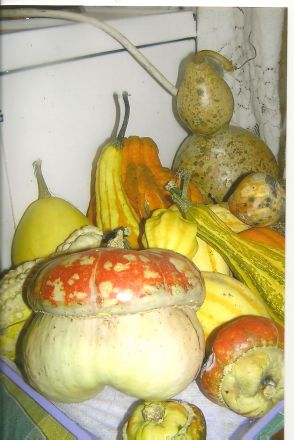 Märklig frukt, "tikva". Märklig frukt, "tikva".